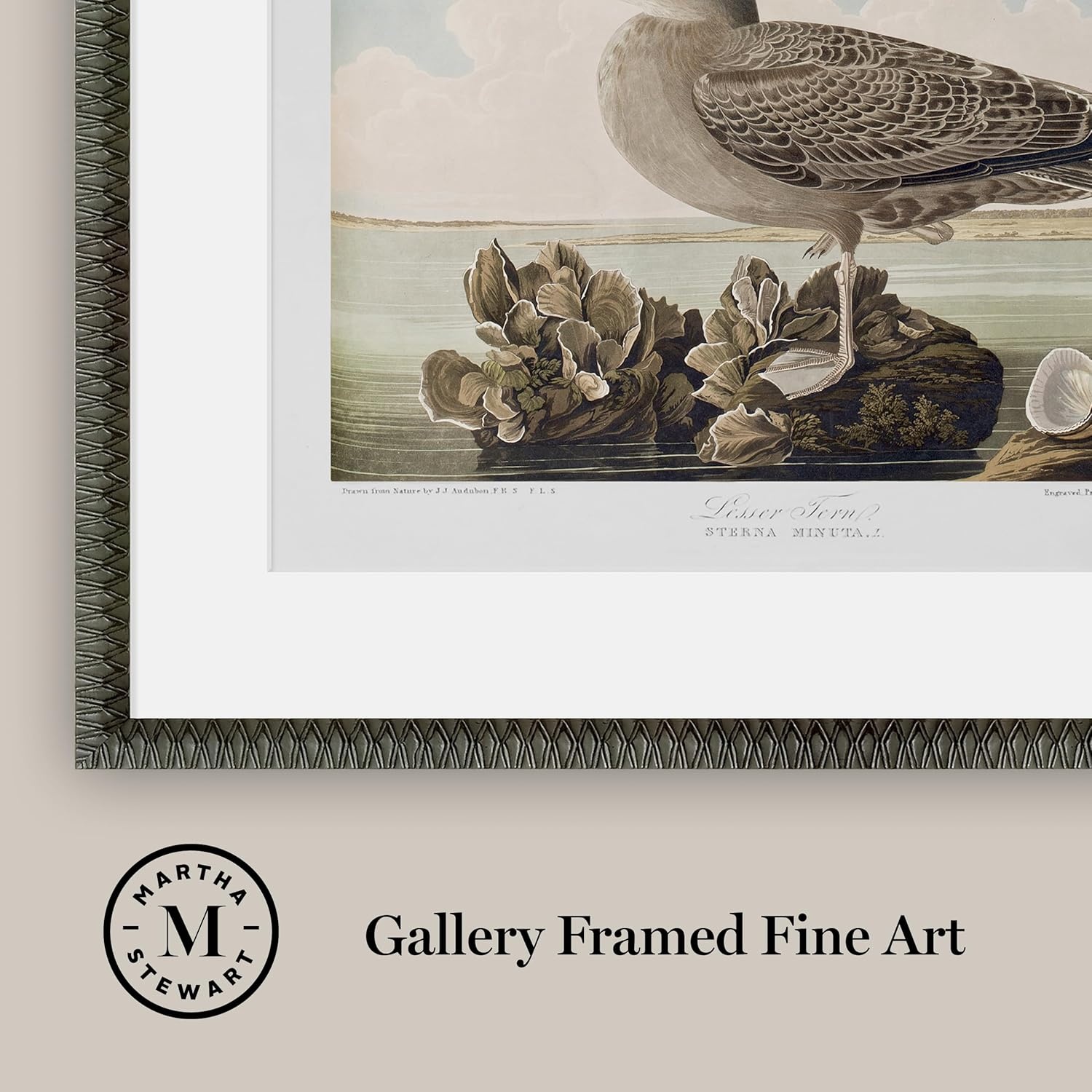 image:imageMartha Stewart Lily Pond Paper Wall Art Seaside Study Shorebirds in Motion 2175 x 2975 Living Room and Bedroom Decor FramedCoastal Bird Study Gulls Pair