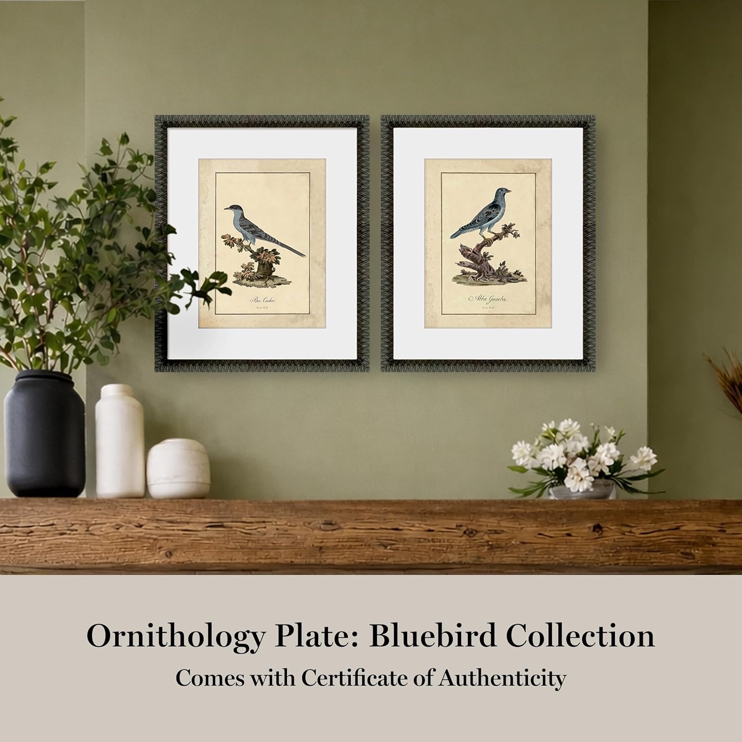 image:imageMartha Stewart Skylands Paper Wall Art Ornithology Plate Bluebird I 1975 x 2375 Living Room and Bedroom Decor FramedOrnithology Plate Bluebird II