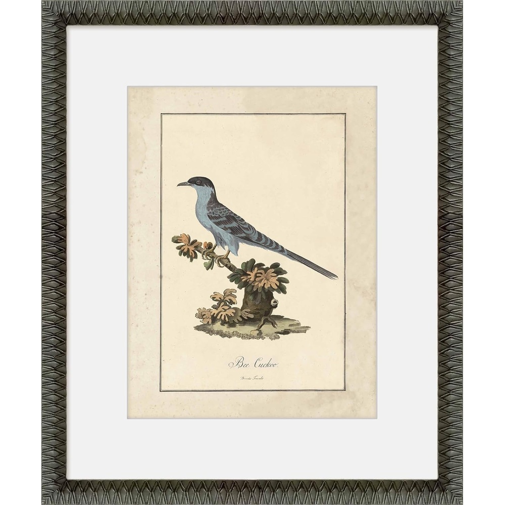 image:imageMartha Stewart Skylands Paper Wall Art Ornithology Plate Bluebird I 1975 x 2375 Living Room and Bedroom Decor FramedOrnithology Plate Bluebird I
