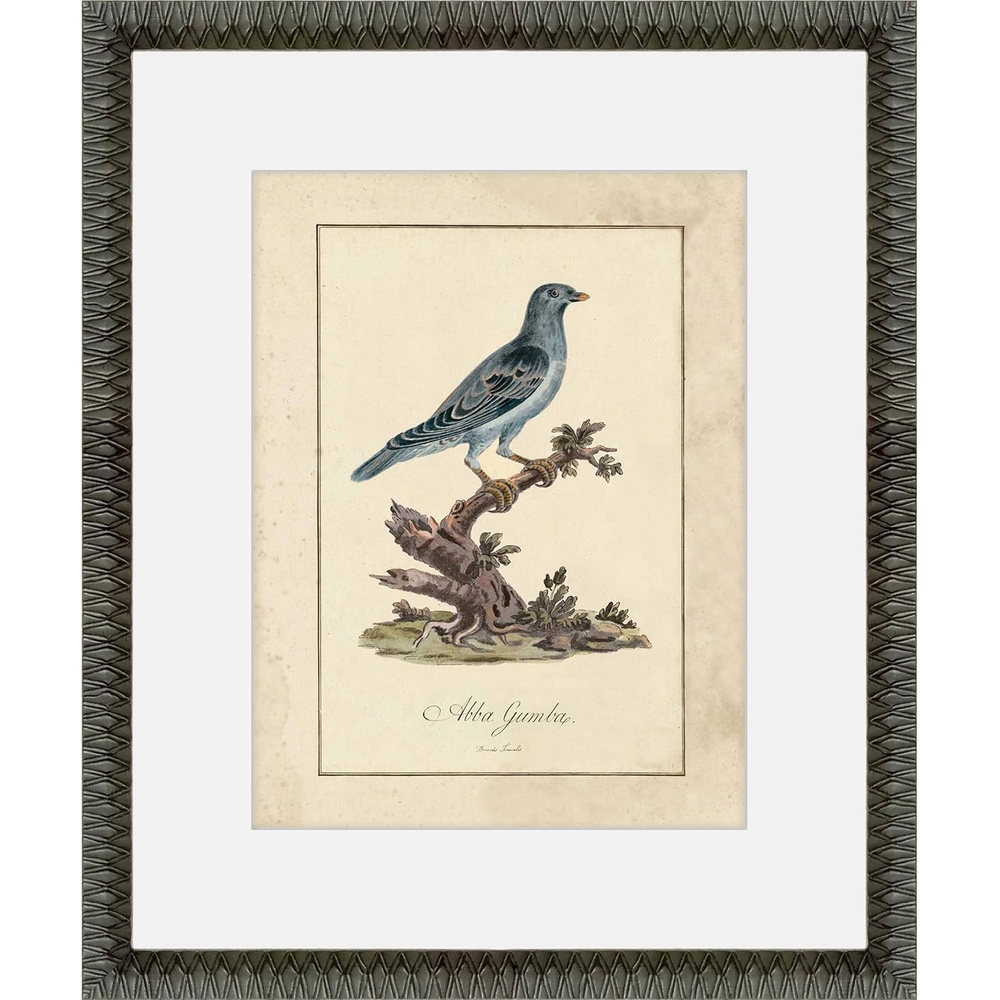 image:imageMartha Stewart Skylands Paper Wall Art Ornithology Plate Bluebird I 1975 x 2375 Living Room and Bedroom Decor FramedOrnithology Plate Bluebird II