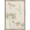 Shadow Botanical Study I