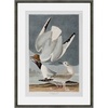 Coastal Bird Study Gulls Pair