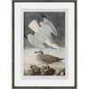 Seaside Study Shorebirds in Motion