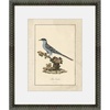 Ornithology Plate: Bluebird I