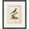 Ornithology Plate: Bluebird II