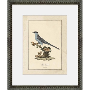 Martha Stewart Skylands Paper Wall Art, Ornithology Plate: Bluebird I, 19.75″ x 23.75″, Living Room and Bedroom Decor, Framed(Ornithology Plate: Bluebird I)