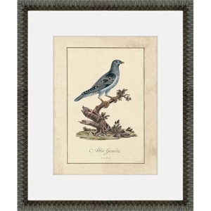 Martha Stewart Skylands Paper Wall Art, Ornithology Plate: Bluebird I, 19.75″ x 23.75″, Living Room and Bedroom Decor, Framed(Ornithology Plate: Bluebird II)